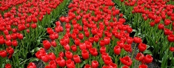 Tulipanes en Holanda