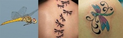 Algunos humanos tatúan sus cuerpos con la imagen de la libélula. 