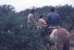 Hechenleitner y uno de sus hijos: 1) A buscar a los jabalíes con la ayuda de sus doguitos y 2) en pleno monte, a escasa distancia del río Negro. (Fotos: Ricardo Acebal).